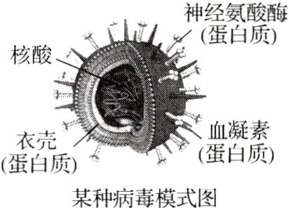蛋白质某种病毒模式图