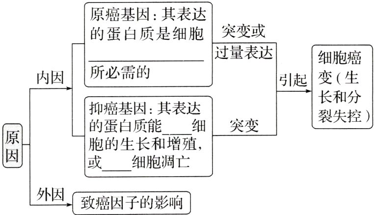 外因致癌因子的影响