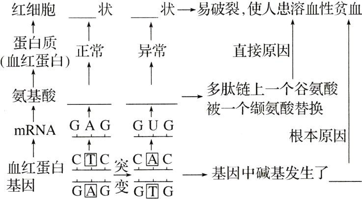 血红蛋白基因中碱基发生了基因GAG变G日G