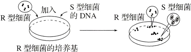 R型细菌的培养基