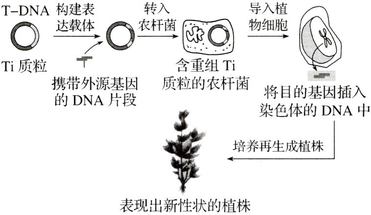 表现出新性状的植株