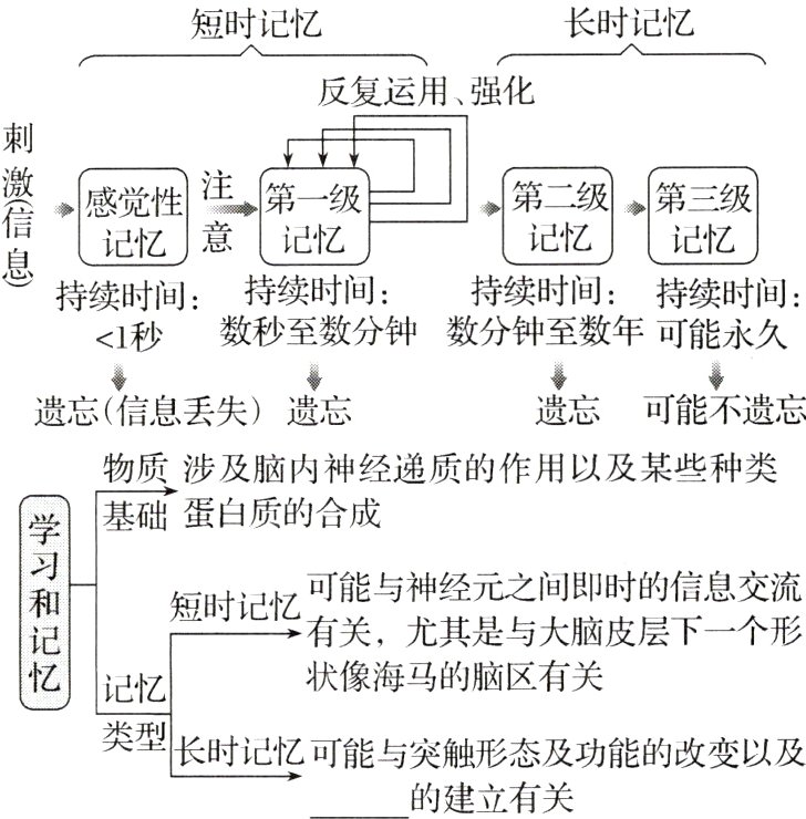 类型长时记忆可能与突触形态及功能的改变以及的建立有关