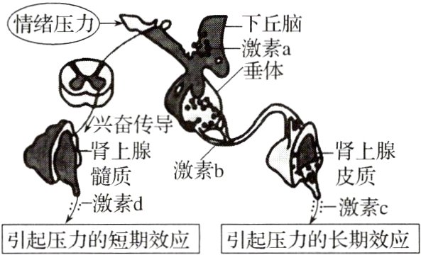 引起压力的短期效应引起压力的长期效应