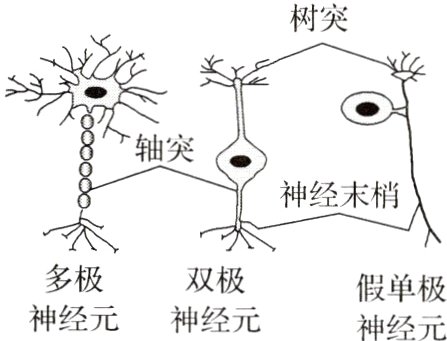 多极双极假单极神经元神经元神经元