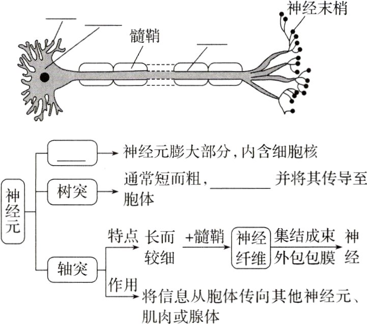 作用将信息从胞体传向其他神经元肌肉或腺体