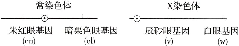 朱红眼基因暗栗色眼基因辰砂眼基因白眼基因cnclvw