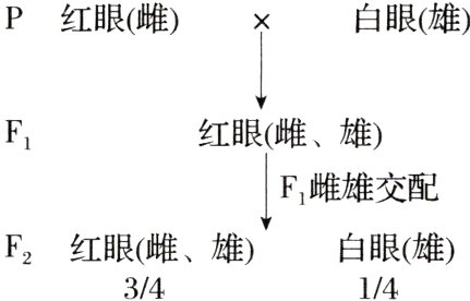 F2红眼雌雄白眼雄3414