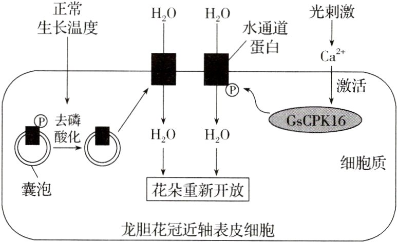 龙胆花冠近轴表皮细胞