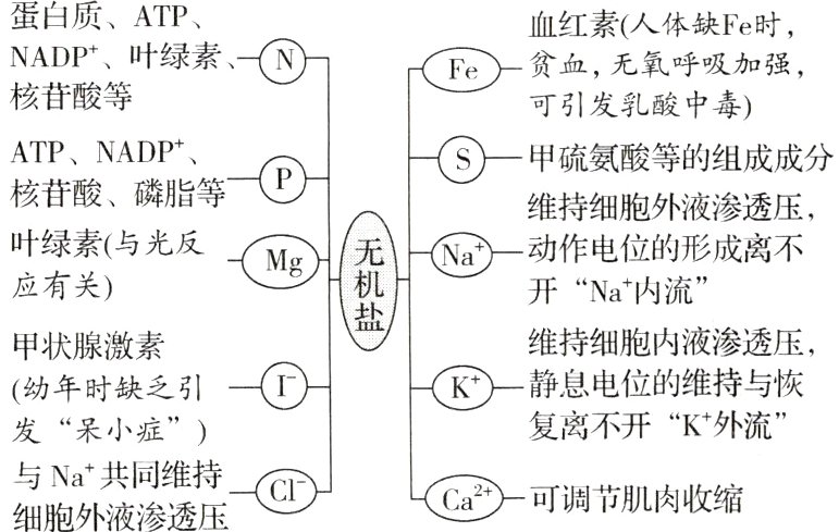 与Na共同维持CCa可调节肌肉收缩细胞外液渗透压
