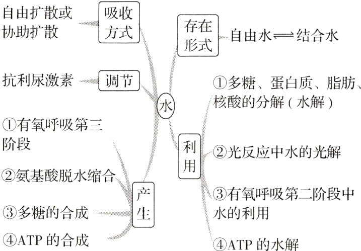 ATP的合成ATP的水解