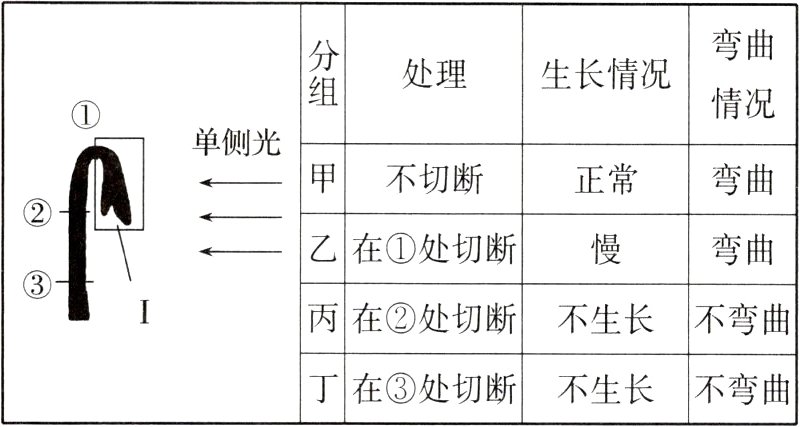 不弯曲丁在处切断不生长