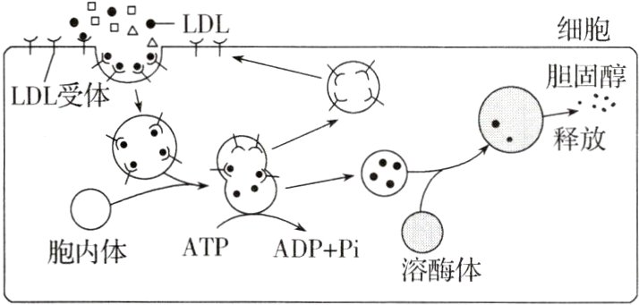 胞内体ATPADPPFi溶酶体