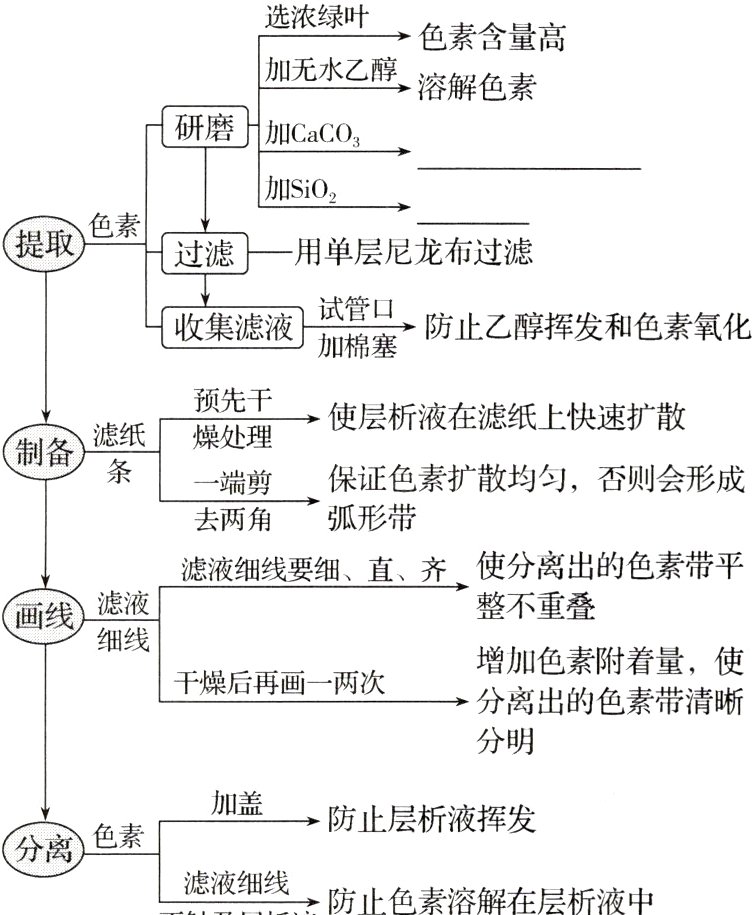 分离色素滤液细线防止色素溶解在层析液中