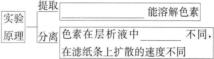 在滤纸条上扩散的速度不同