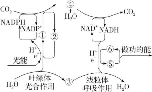 叶合体用线粒体HOHO呼吸作用