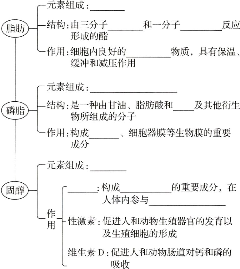 维生素D促进人和动物肠道对钙和磷的吸收