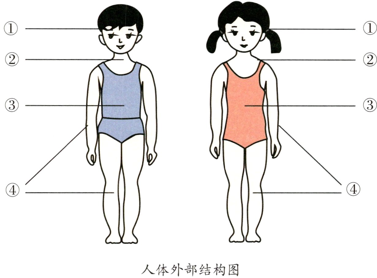 人体外部结构图