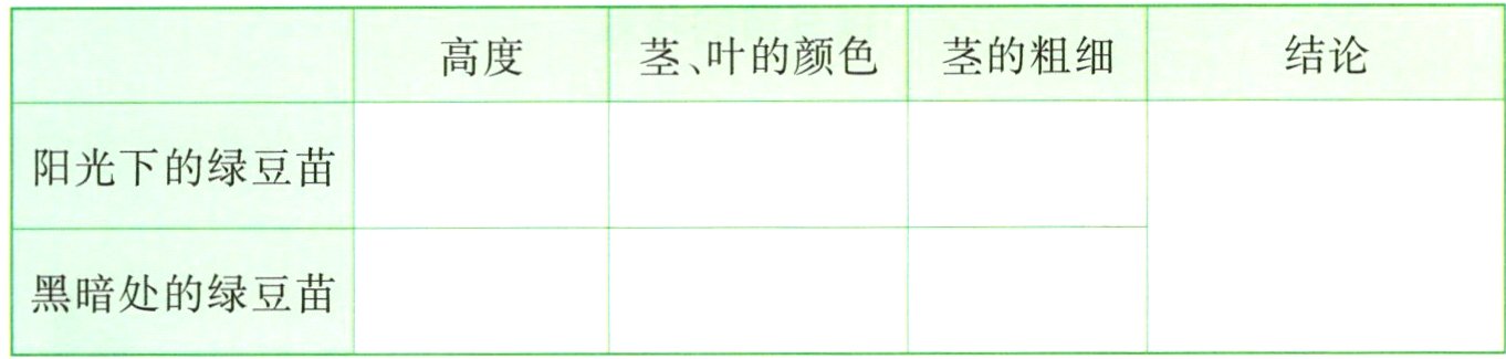 黑暗处的绿豆苗