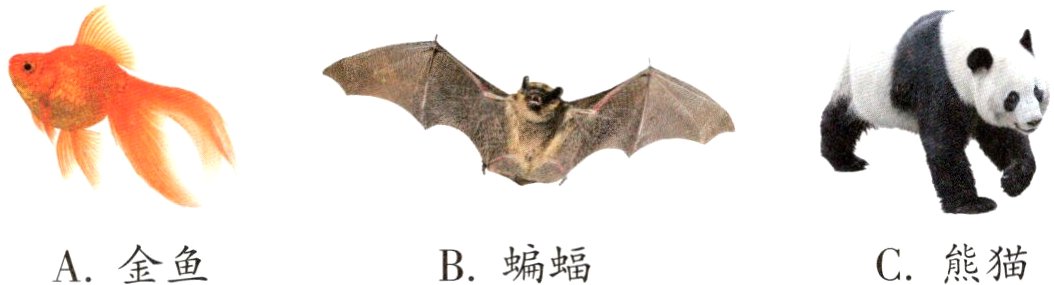 B蝙蝠A金鱼C熊猫
