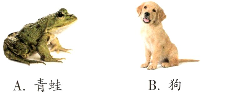A青蛙B狗