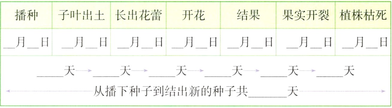 从播下种子到结出新的种子共