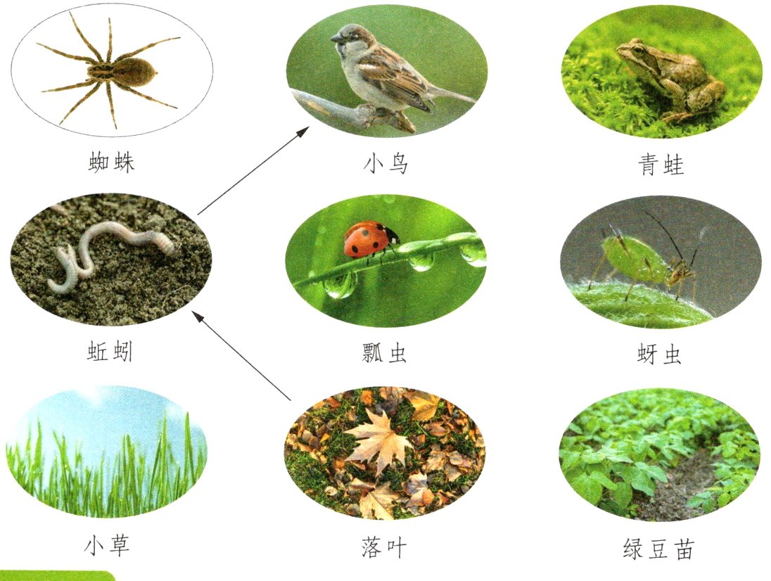 小草落叶绿豆苗