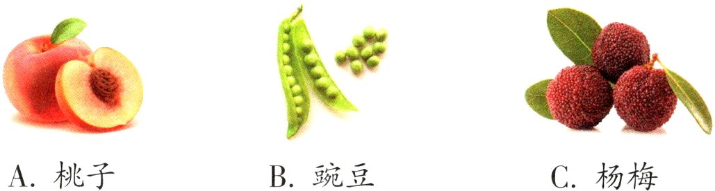 C杨梅A桃子B豌豆