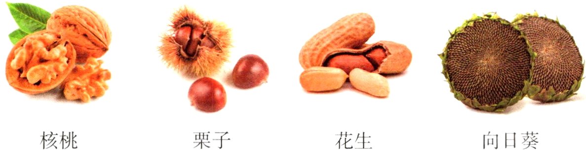 核桃栗子向日葵花生