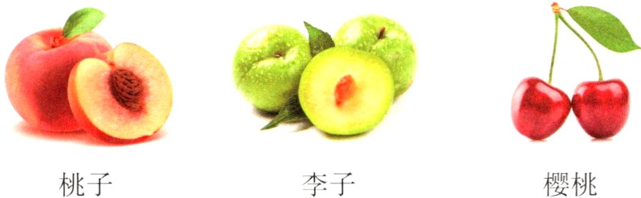 桃子樱桃李子