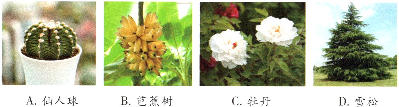 A仙人球B芭蕉树C牡丹D雪松