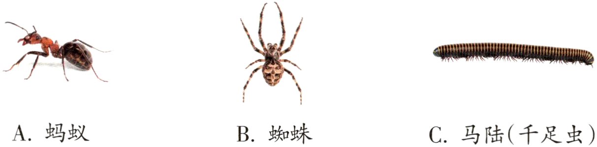A蚂蚁B蜘蛛C马陆千足虫