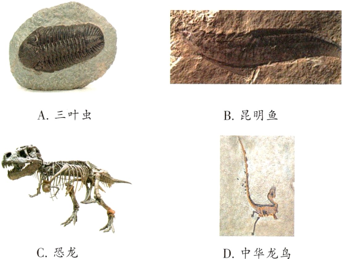 C恐龙D中华龙鸟
