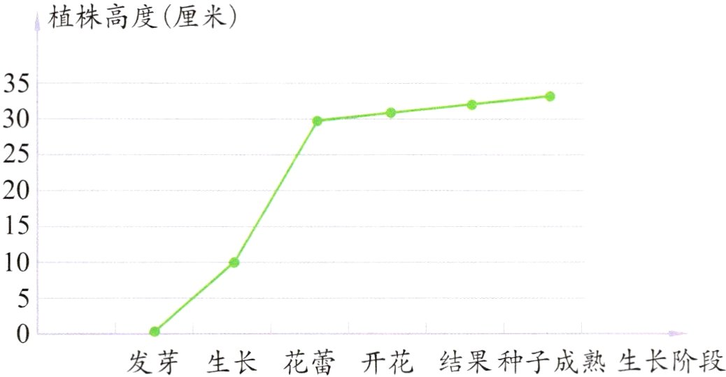 发芽生长花蕾开花结果种子成熟生长阶段