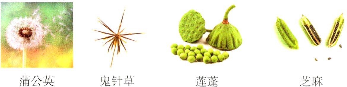 蒲公英鬼针草芝麻莲蓬