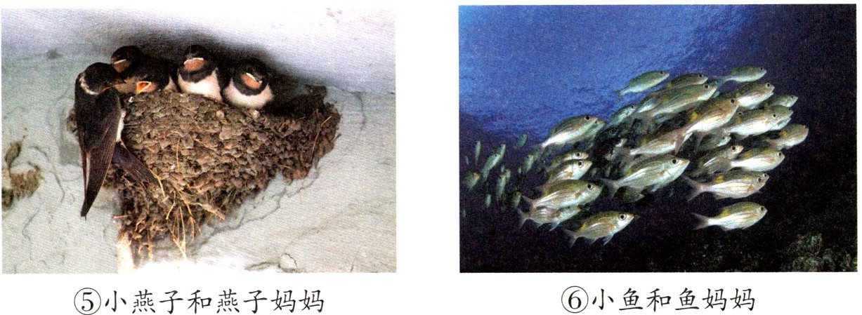 小鱼和鱼妈妈小燕子和燕子妈妈