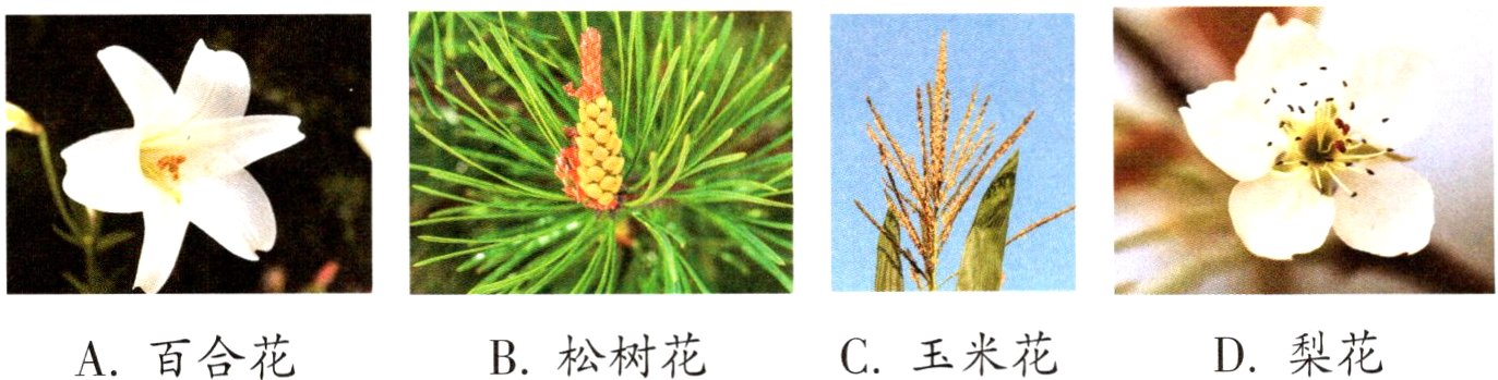 D梨花C玉米花B松树花A百合花