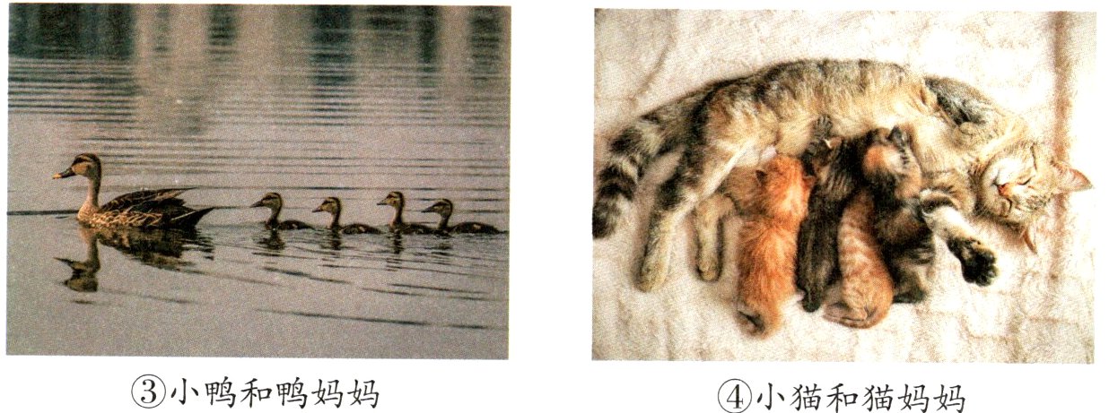 小鸭和鸭妈妈小猫和猫妈妈