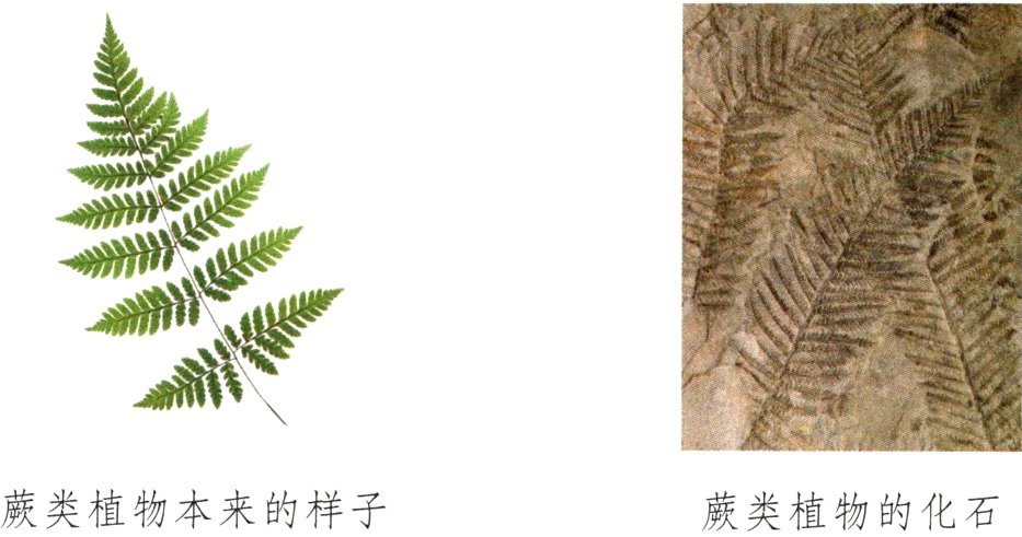蕨类植物本来的样子蕨类植物的化石