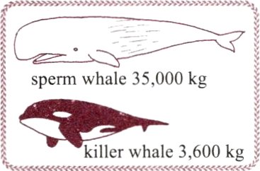 kil1lerwhale3600kg