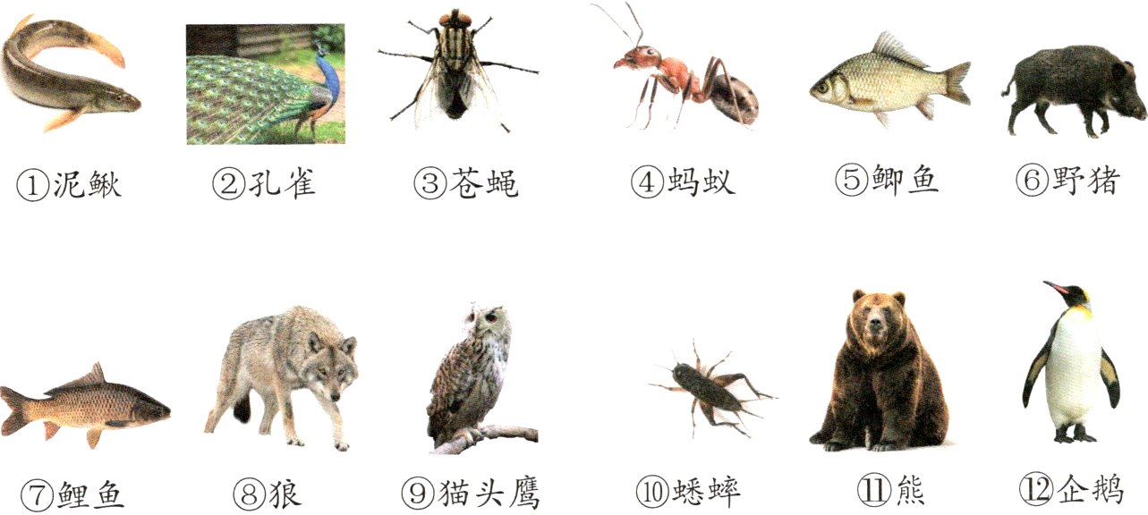 企鹅熊蟋蟀猫头鹰狼鲤鱼