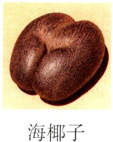 海椰子
