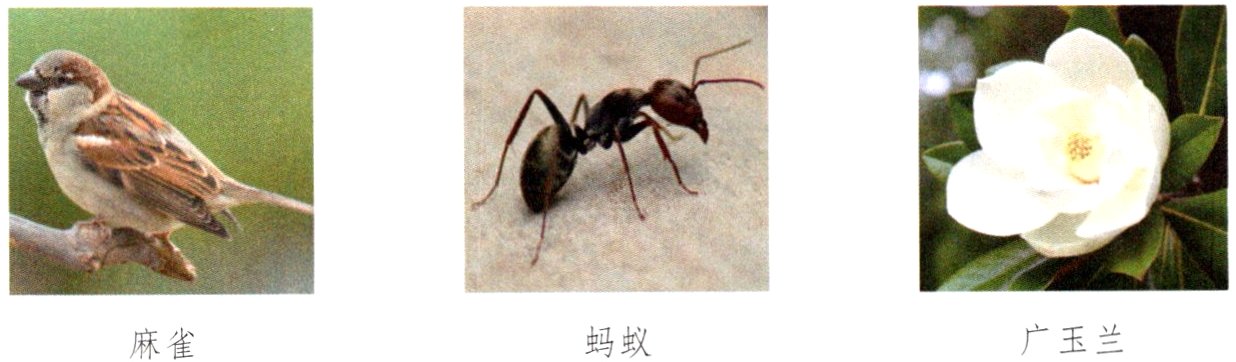 广玉兰蚂蚁麻雀