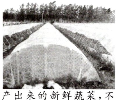 来的新鲜蔬菜 不