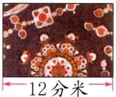 12分米