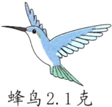 蜂鸟21克