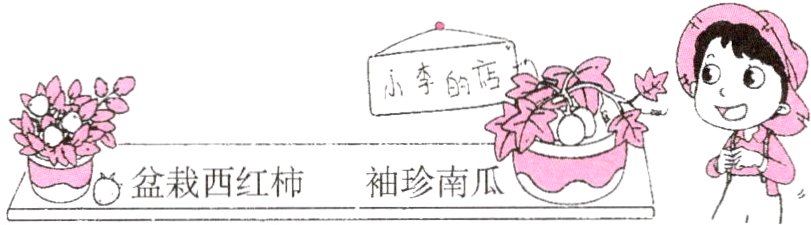 盆栽西红柿袖珍南瓜