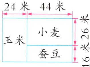 蚕豆