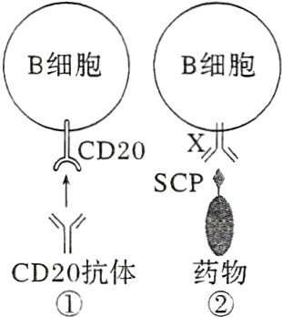 CD20抗体药物