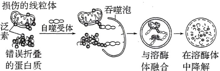 与溶酶在溶酶体的蛋白质体融合中降解