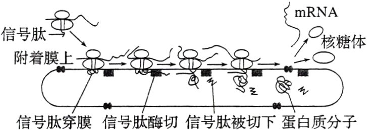 信号肽穿膜信号肽酶切信号肽被切下蛋白质分子